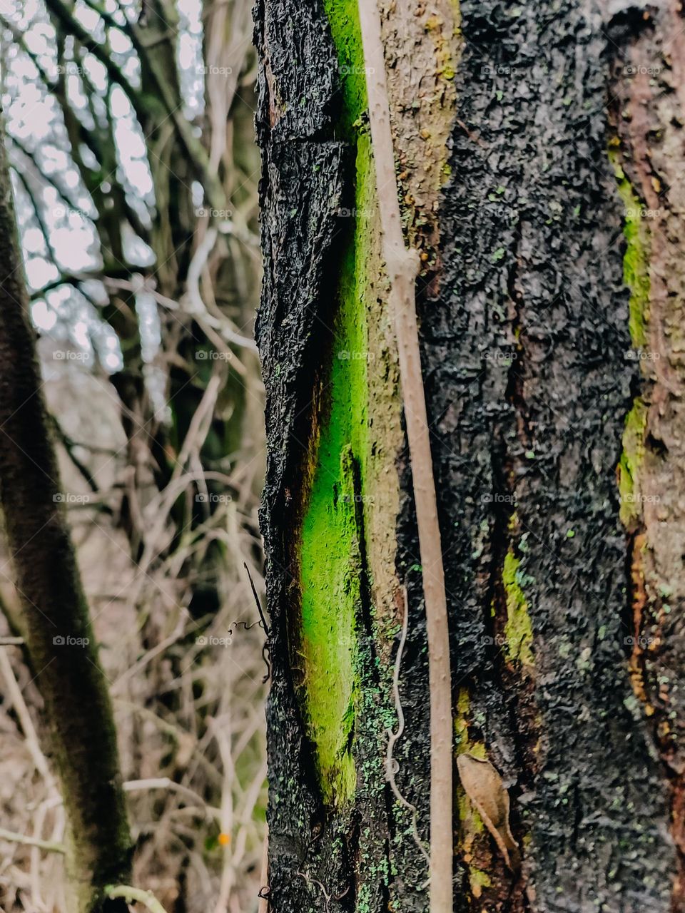 Tree trunk with bright green lichen under the bark, wooden texture, detailed nature photography, autumn forest