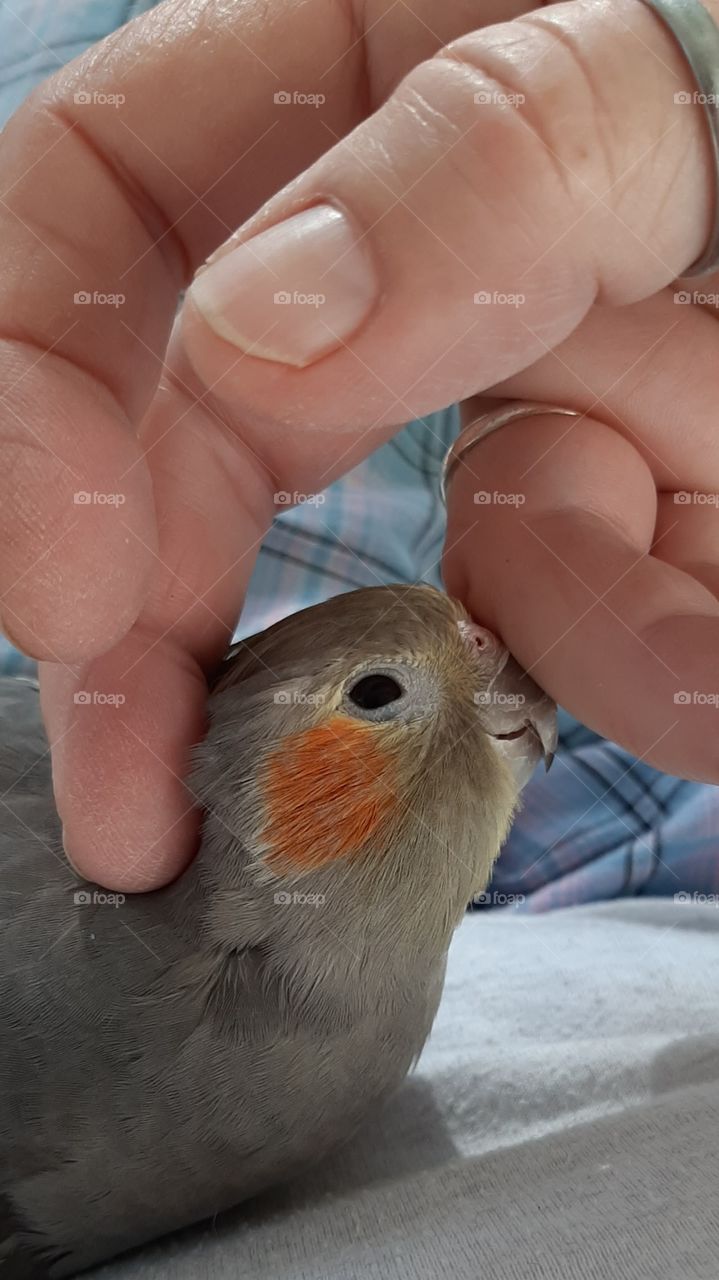 Tweety bird loves to be loved