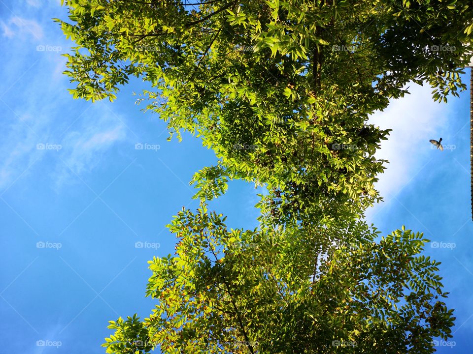 Below angle view of tree and bird flying with blue sky.