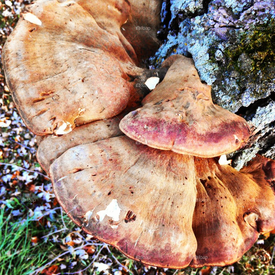 mushroom. giant mushroom 