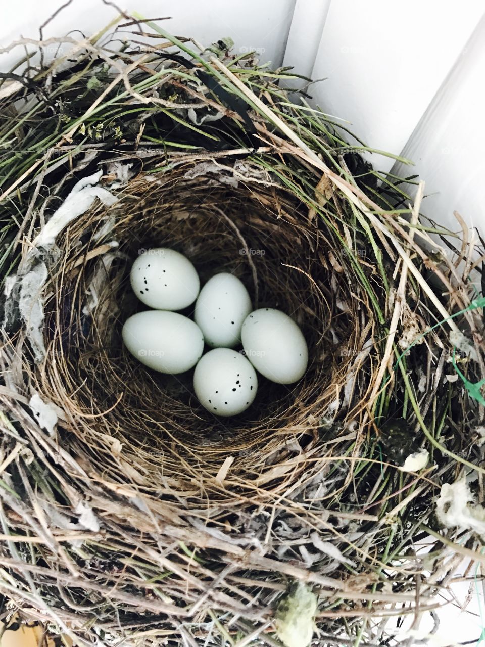Birds egg nest