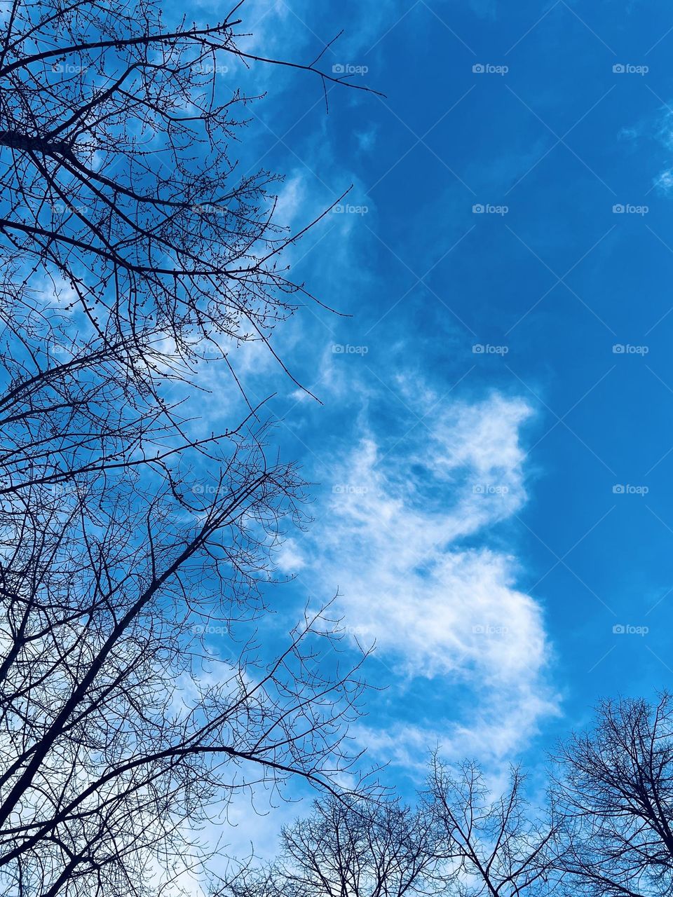 tree branches under a beautiful sky with clouds 2