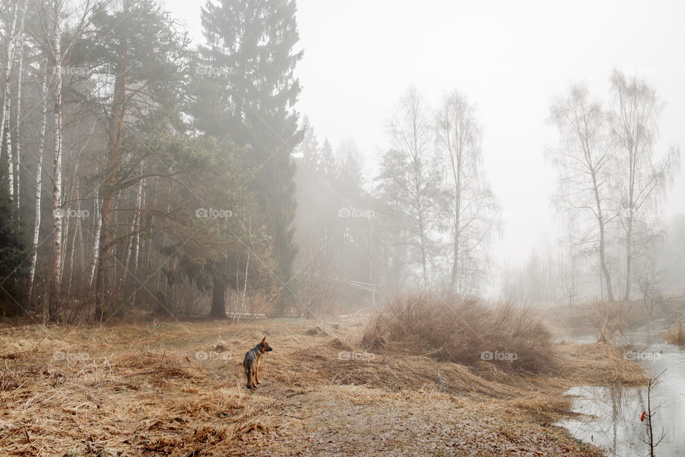 German shepherd young male dog walking outdoor at spring day