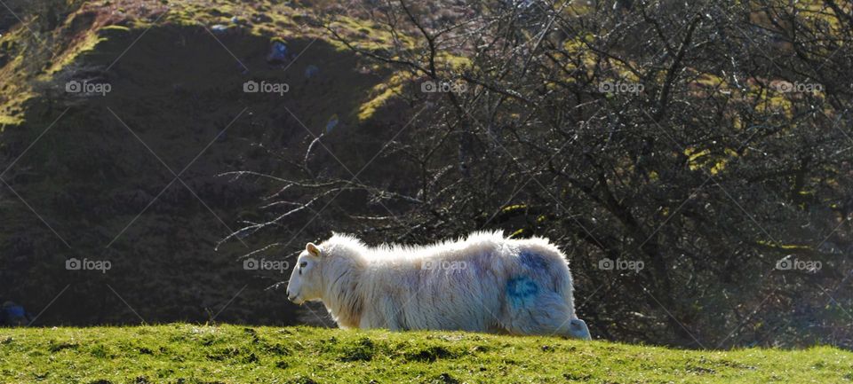 A sheep perched on a hill in wales 