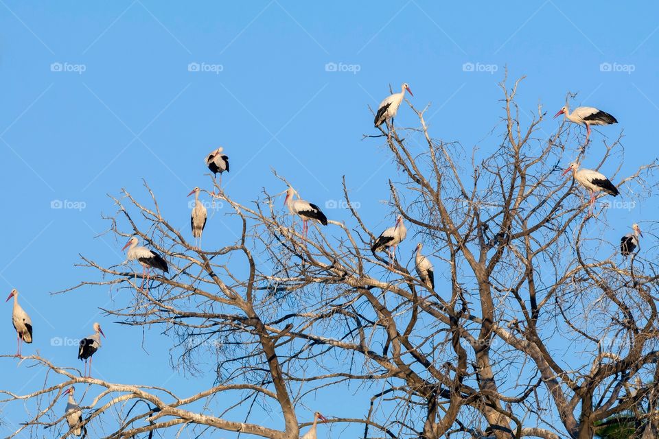 Cigüeña stork aves 
