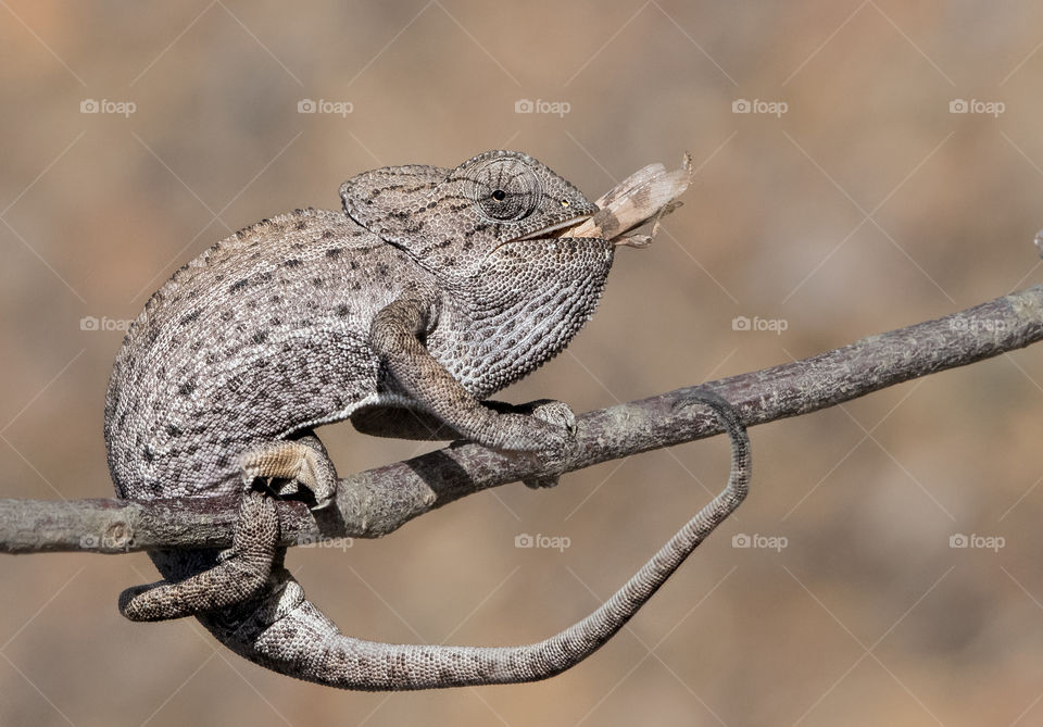 Chameleons eat gras while standing on the branch