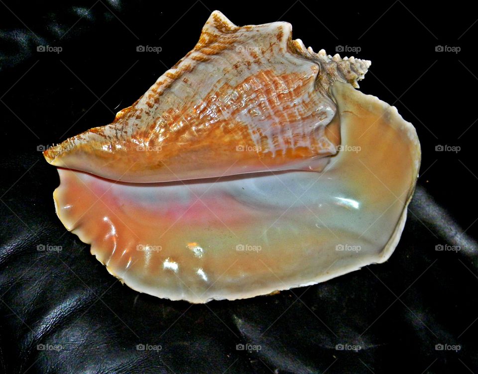 Sea shell 