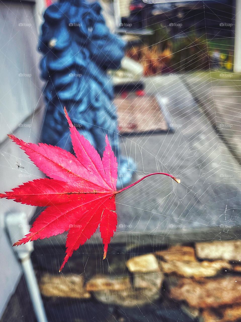 Leaf caught in a spiders web