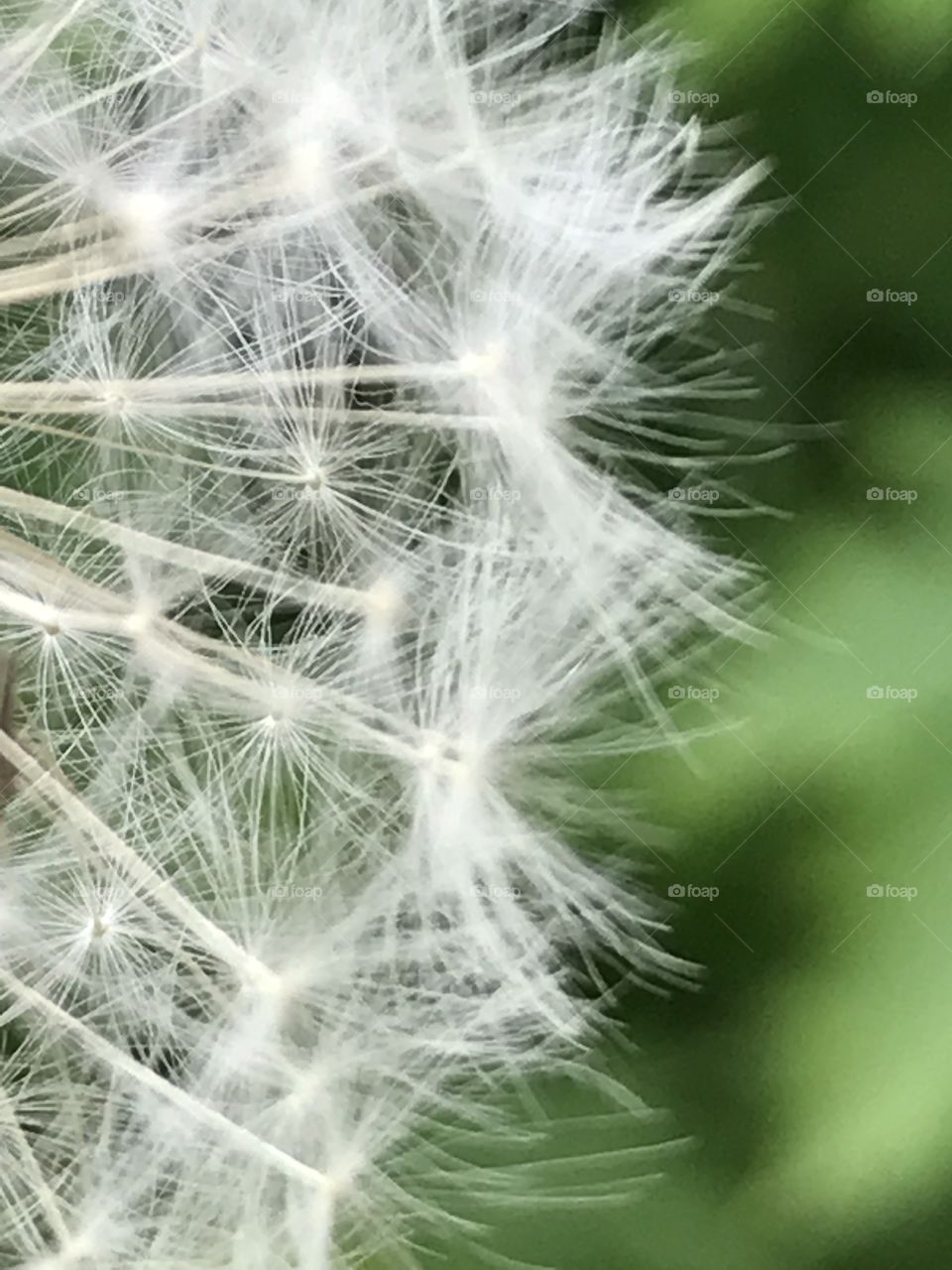 seeded dandelion