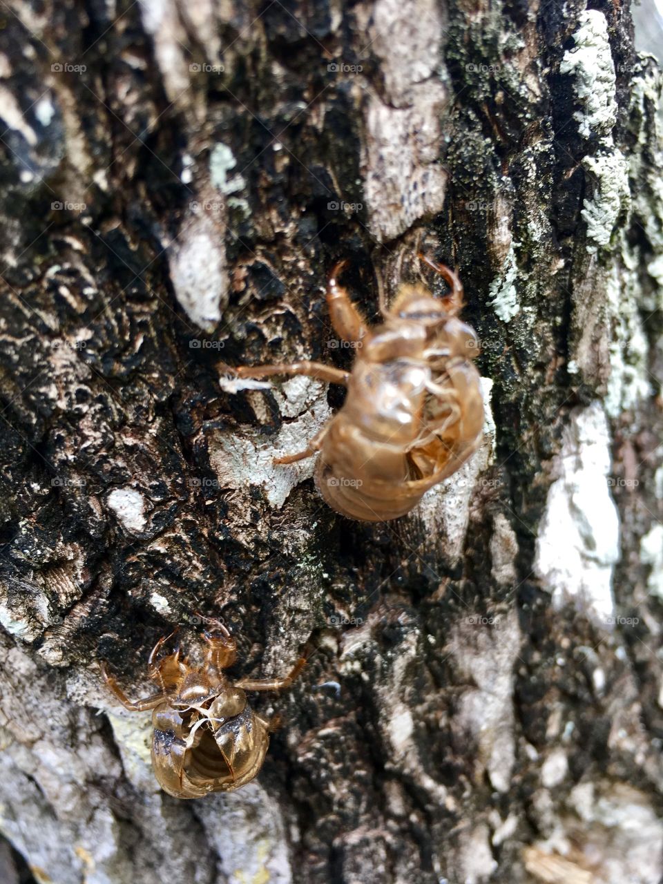 Cicada Shells