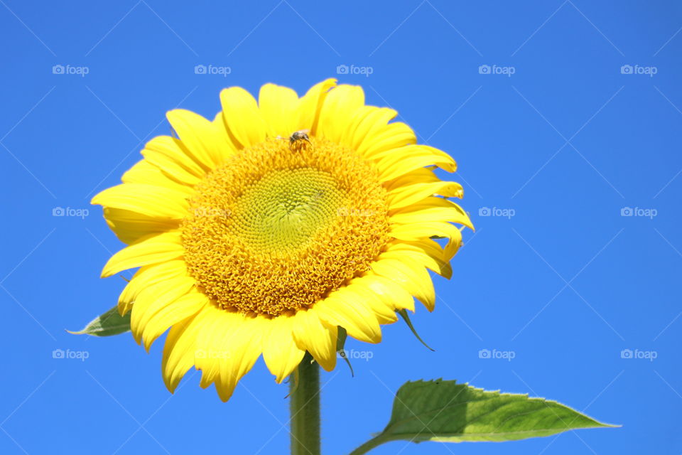 Happy Sunflower