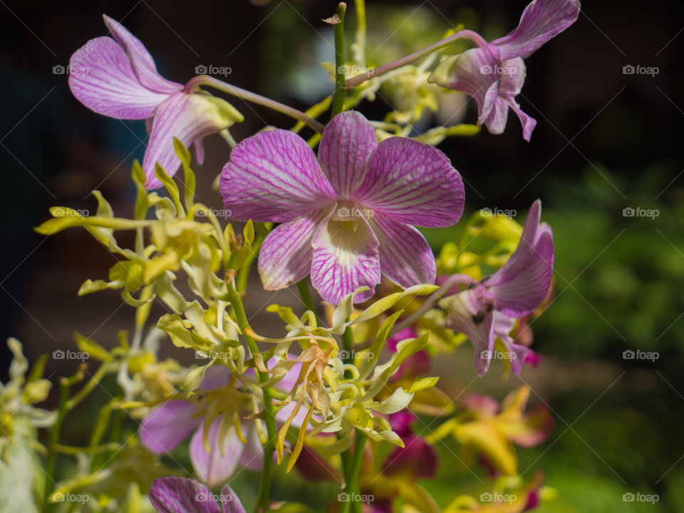Purple orchid 