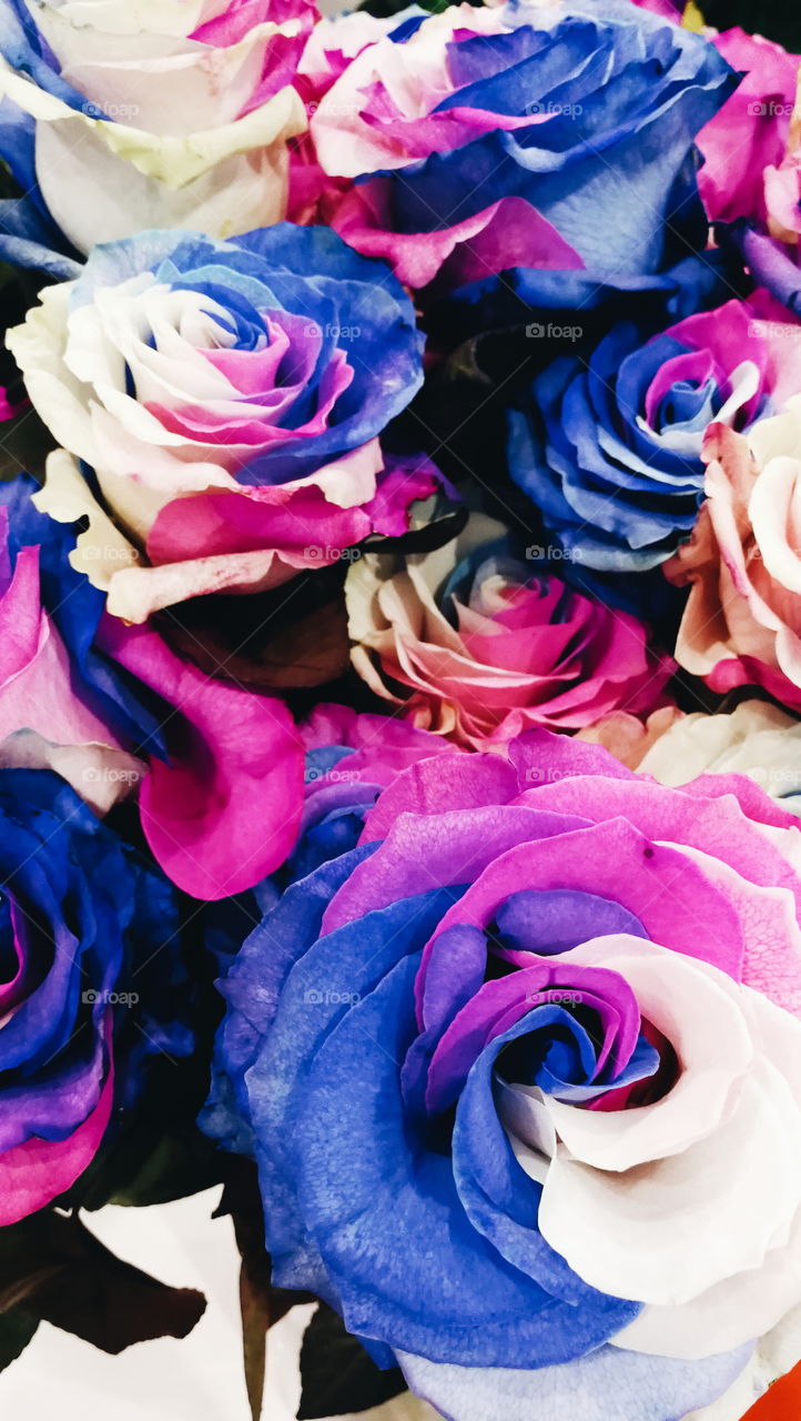 Rose, Flower, Love, Gift, Color