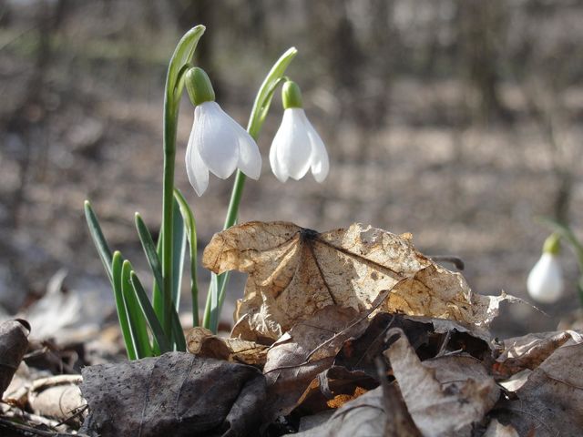 Spring flowers
