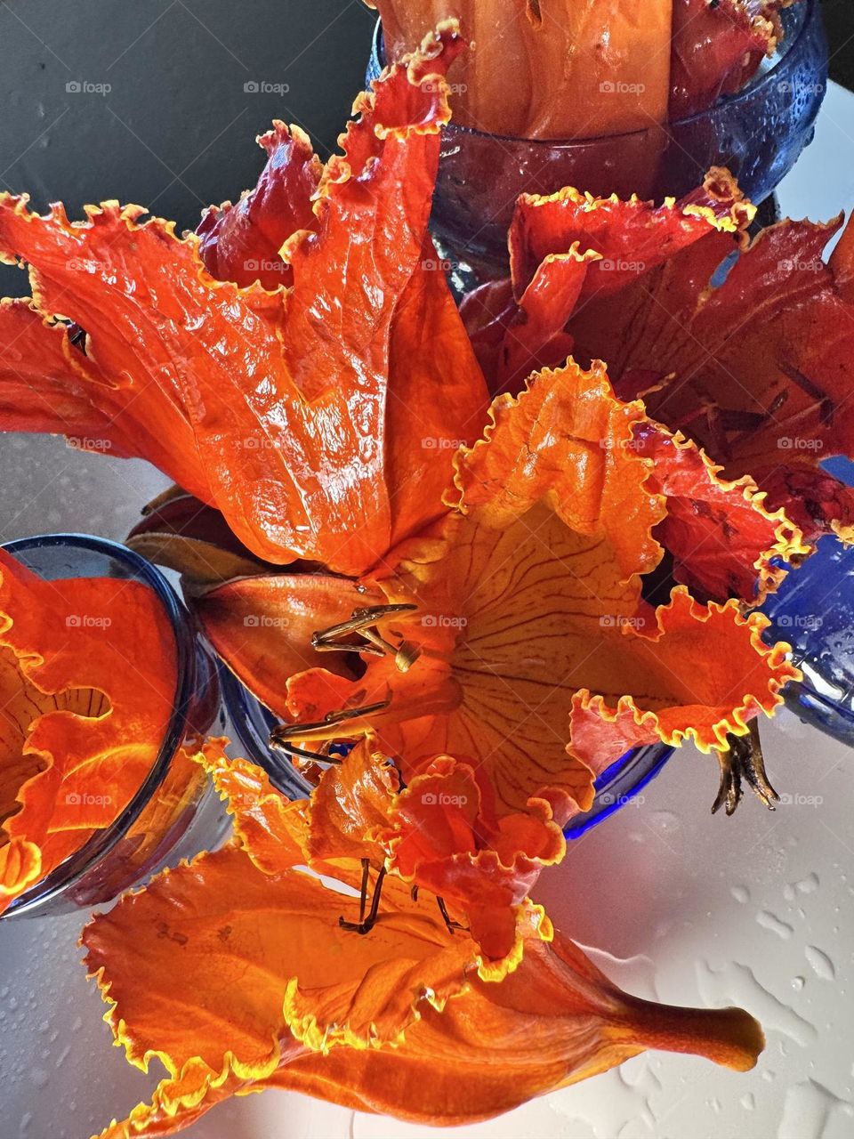Orangey/red with yellow fringe African Tulip Tree flowers (Spathodea campanulata), one of the “World’s Worst “ invaders flourishing on Oahu, Hawaii, in blue glass vases