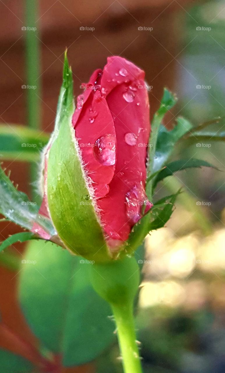 Nature, Leaf, No Person, Flower, Flora