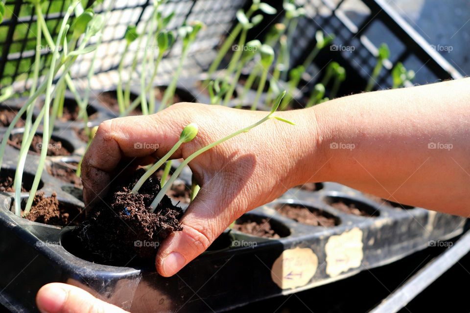 Plant Plants to Celebrate Earth Day