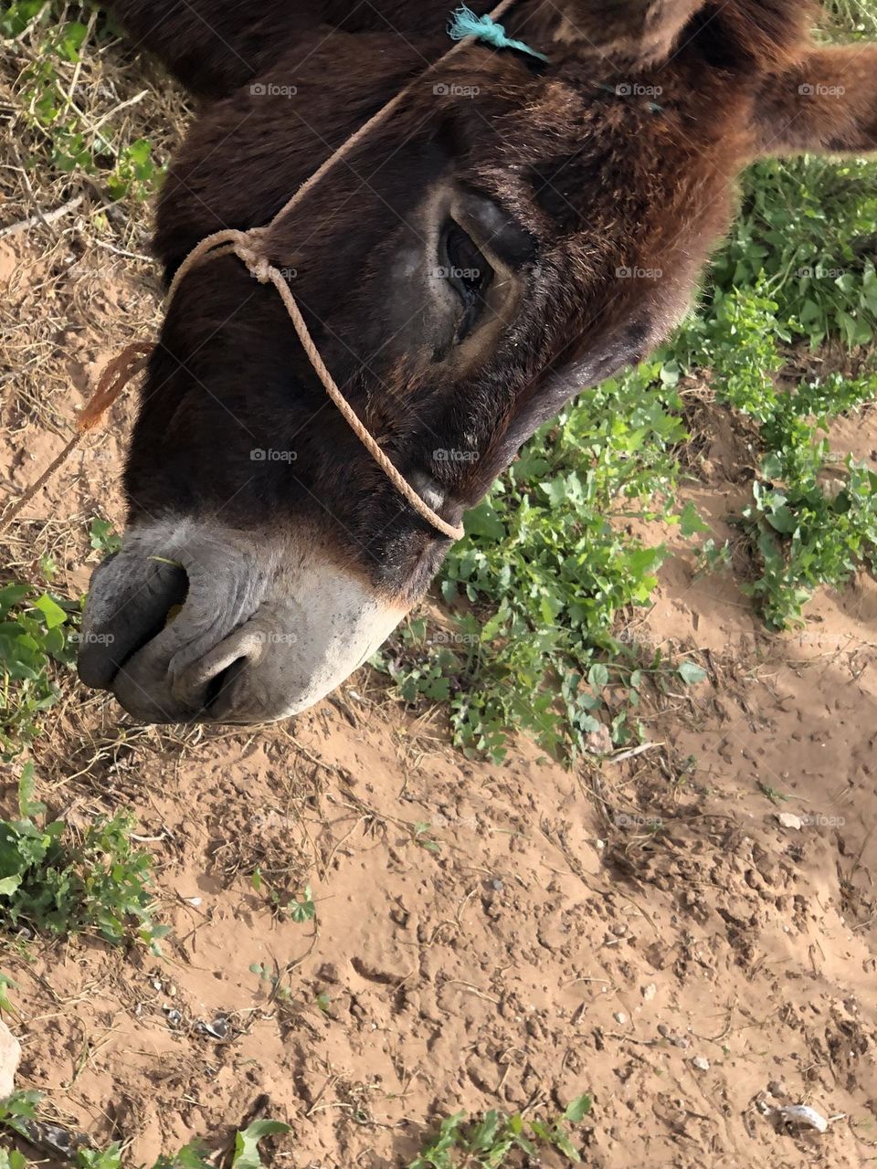 Beautiful donkey s head