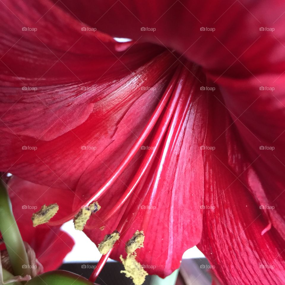Flower . Red amaryllis 