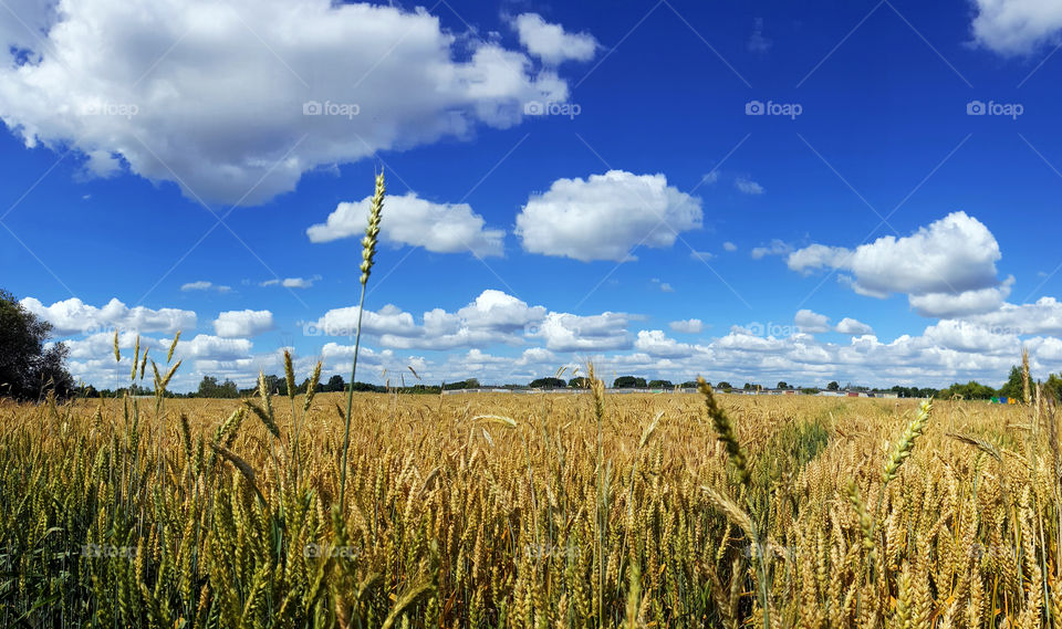 Golden ripe barley field landscape