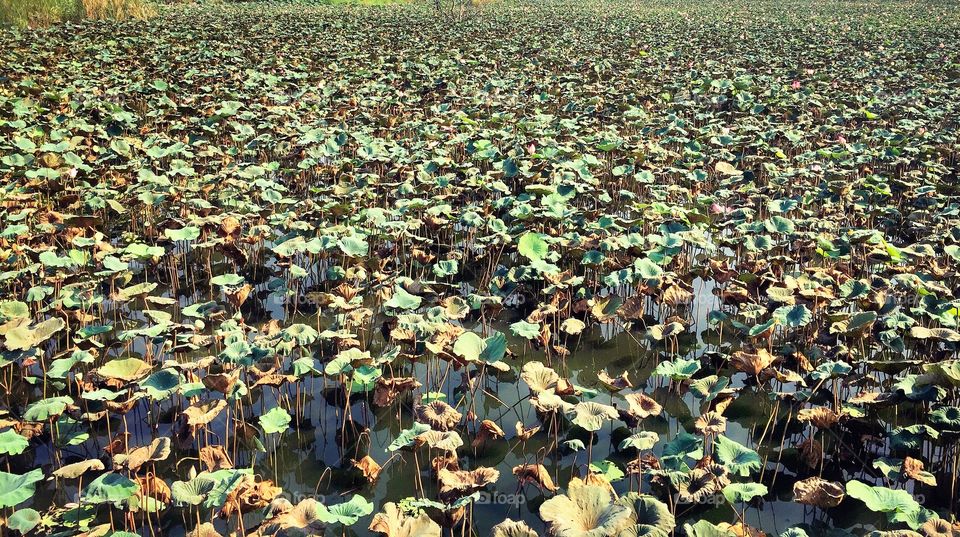 Lotus field