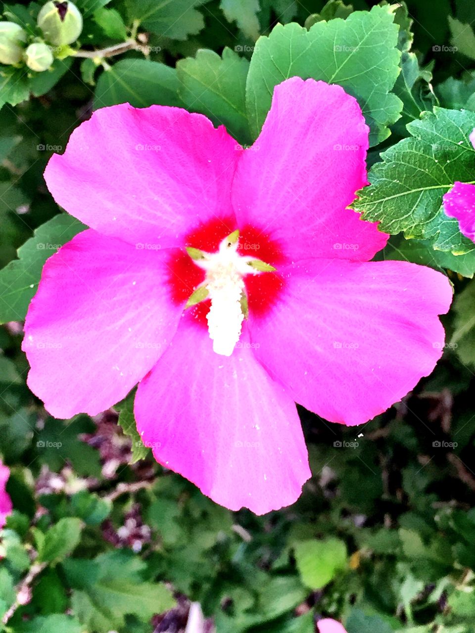 Rose of Sharon Bloom