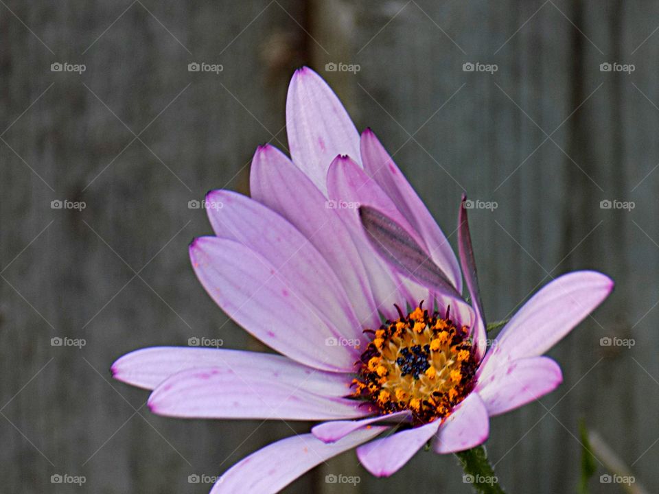 purple petals. delicate purple flower still in Bloom in October