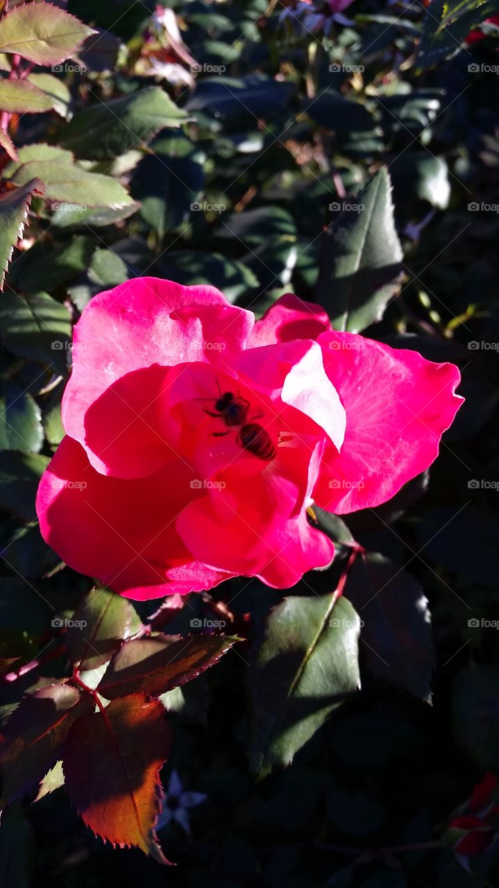 Bee looking for pollen in knockout roses