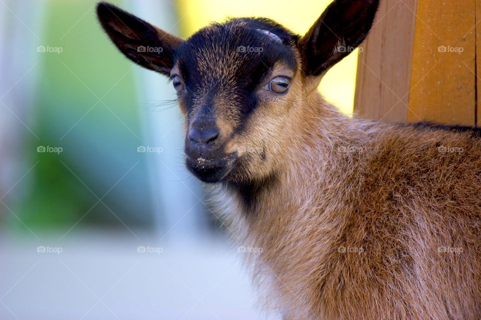 Baby Pygmy Goat