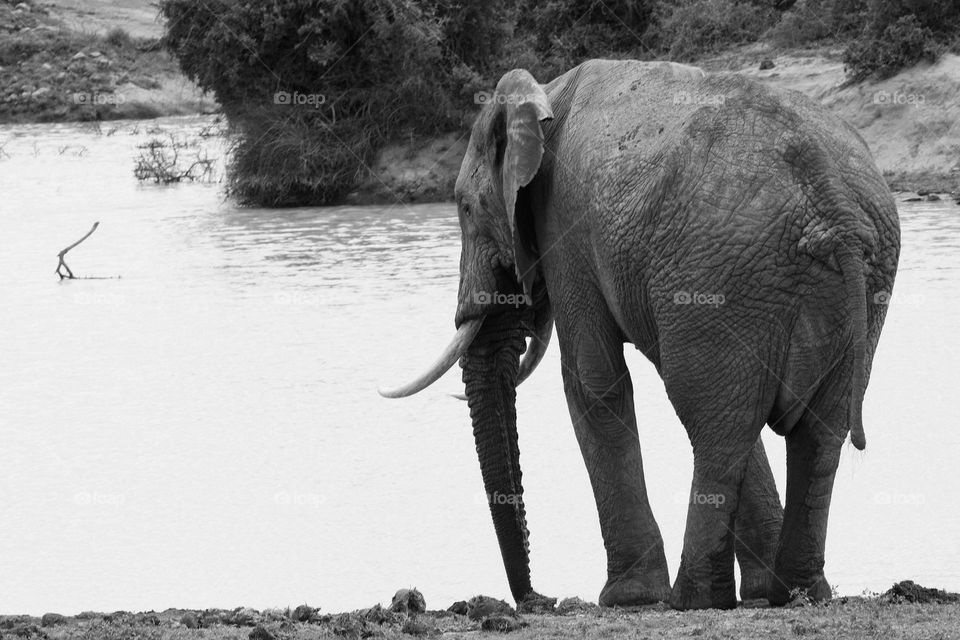 elephant state across the dam , what is he thinking?