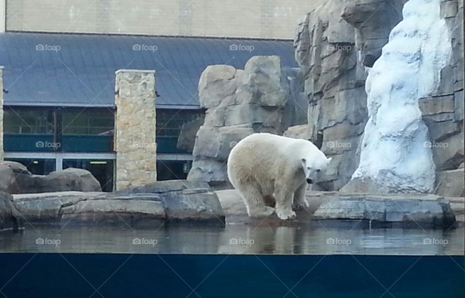 Chillin'. A polar bear at the Kansas City Zoo just doing his thing.