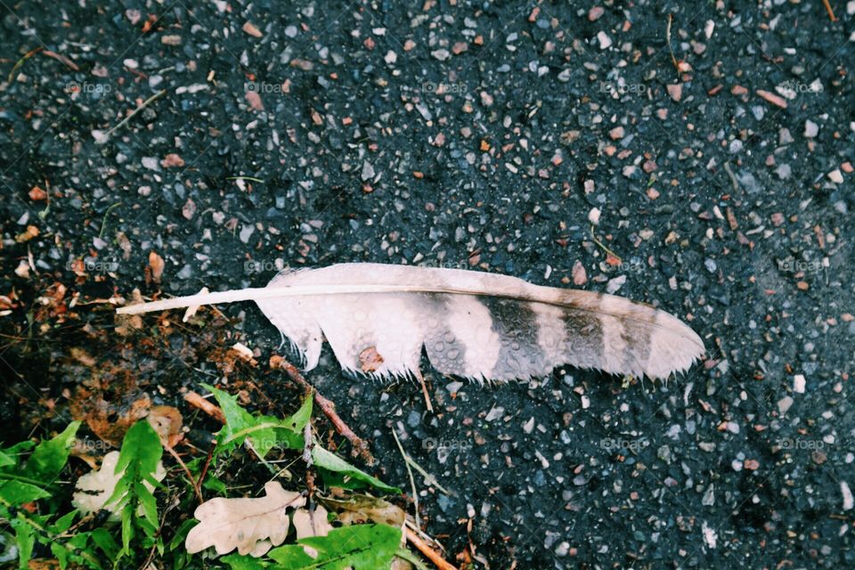 Feather on the street