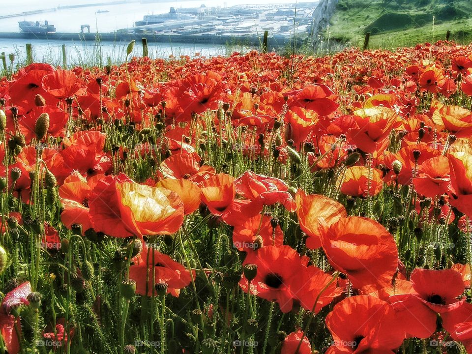 Poppies. Dover 