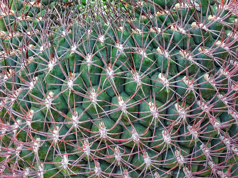 Cactus. Close up