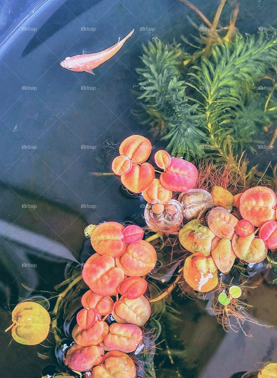 Female Betta in Mini Pond