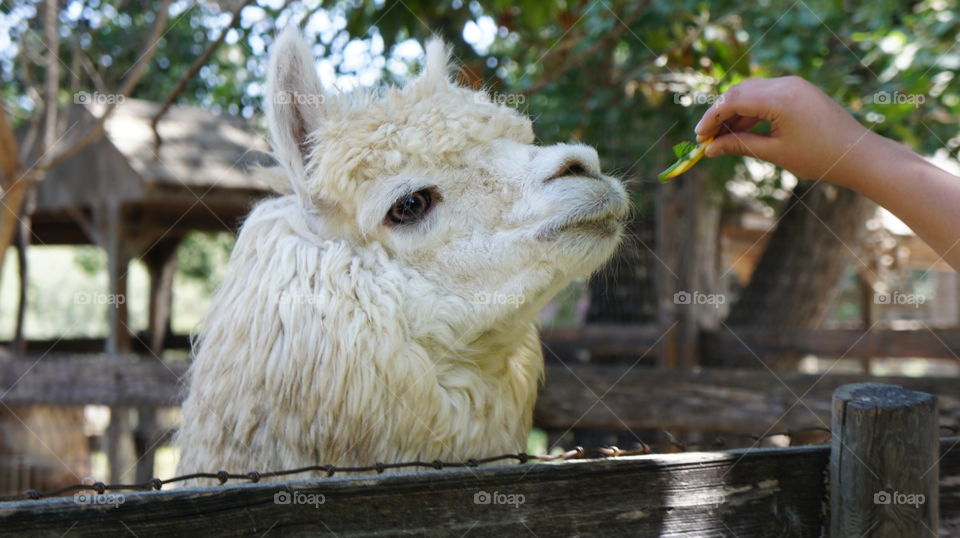 Alpaca