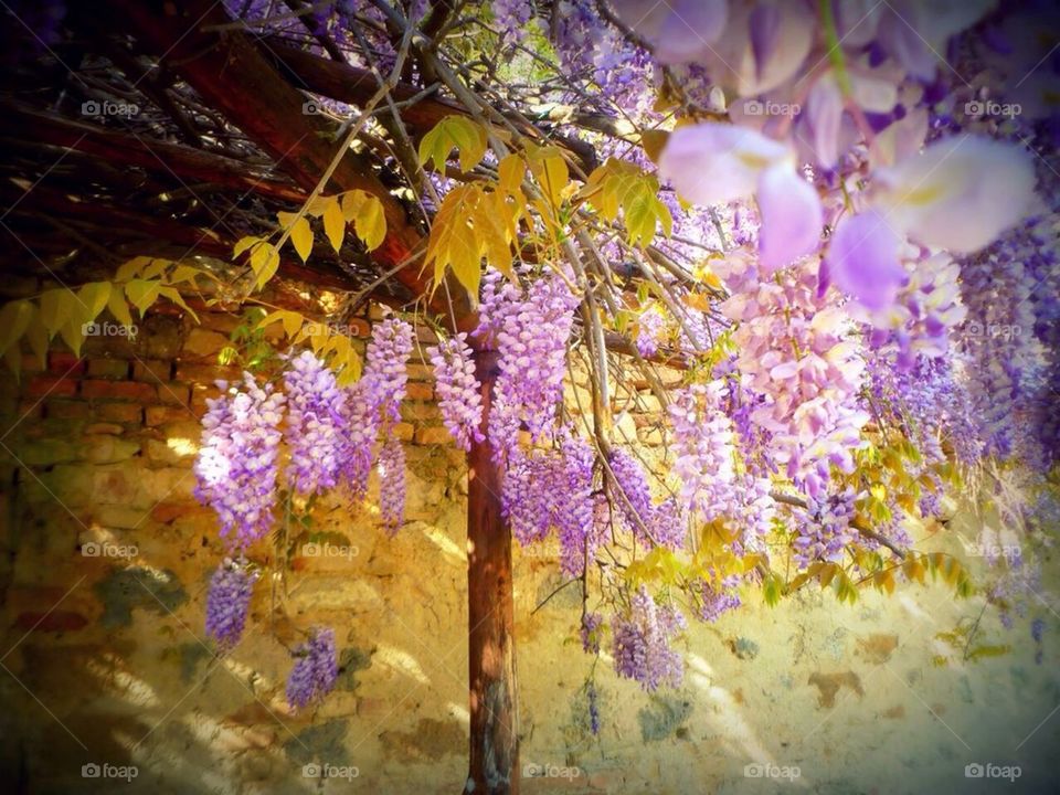 Lilac tree