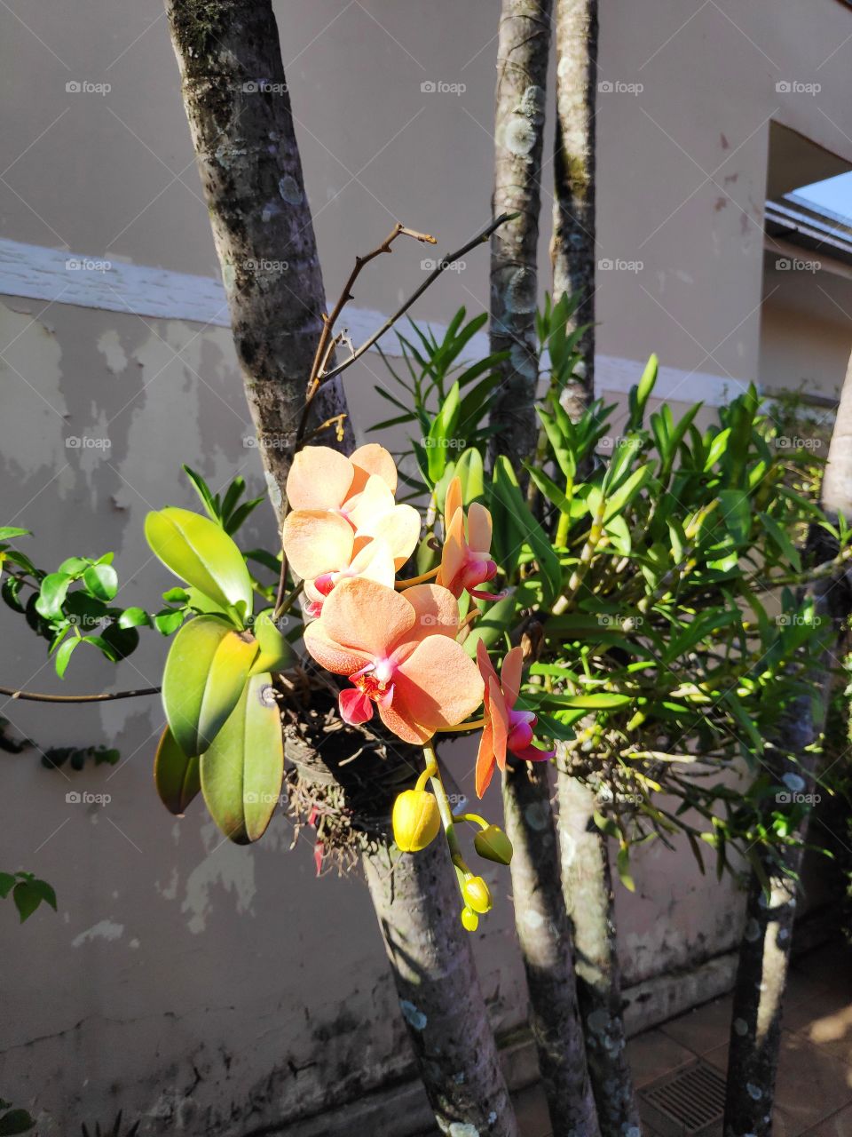 Orquídea no coqueiro