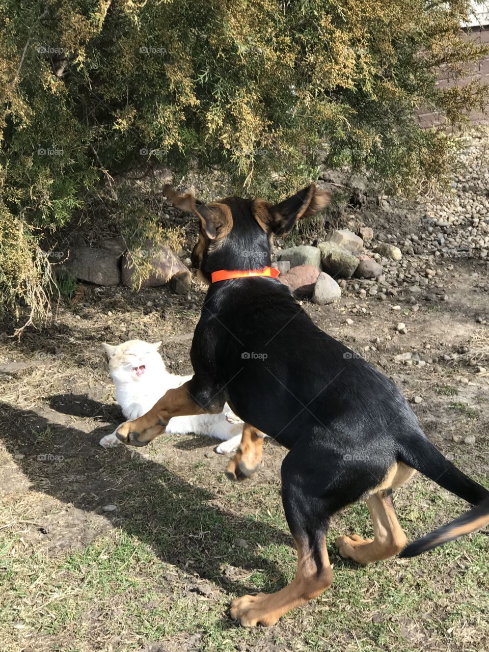 The cat does not like the Bloodhound! 🤣🤣