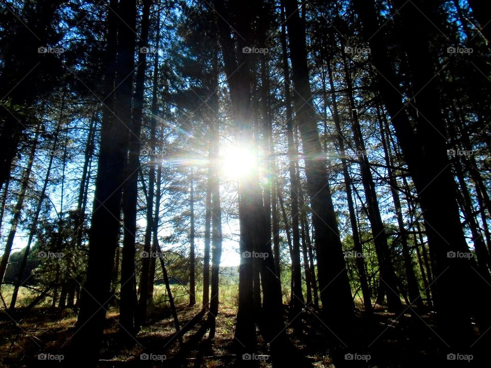 atardecer en el pinar