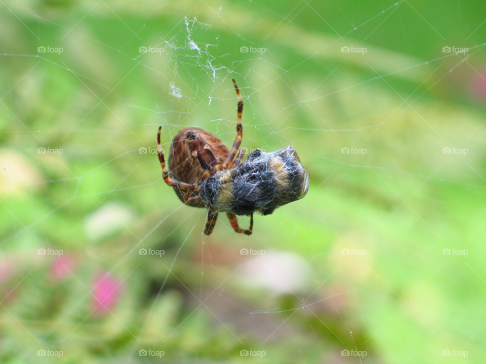 web spider bee spider web by zac1