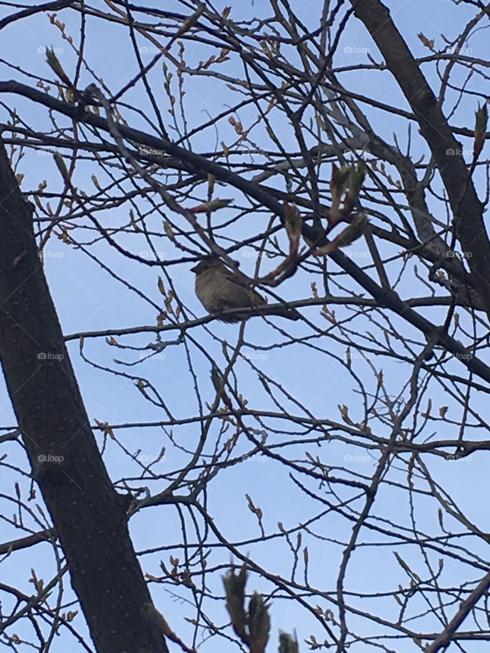 Bird in a tree 