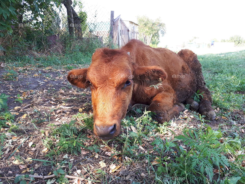 Small brown calf alone close