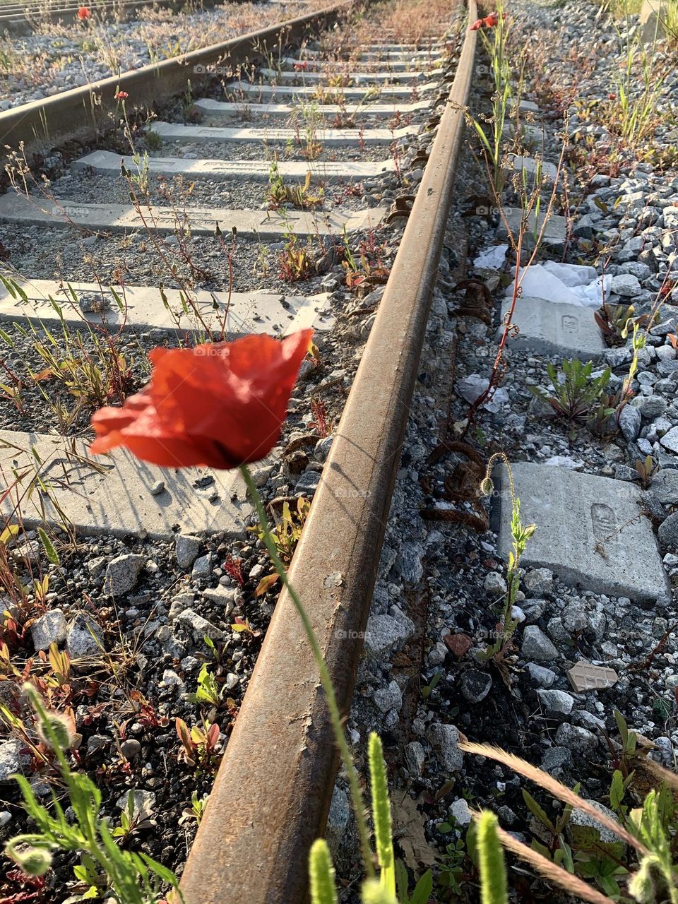 a red poppy stands alone between the railway tracks on a sunny day