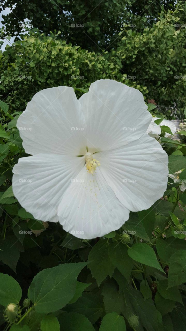 Hugh White Flower