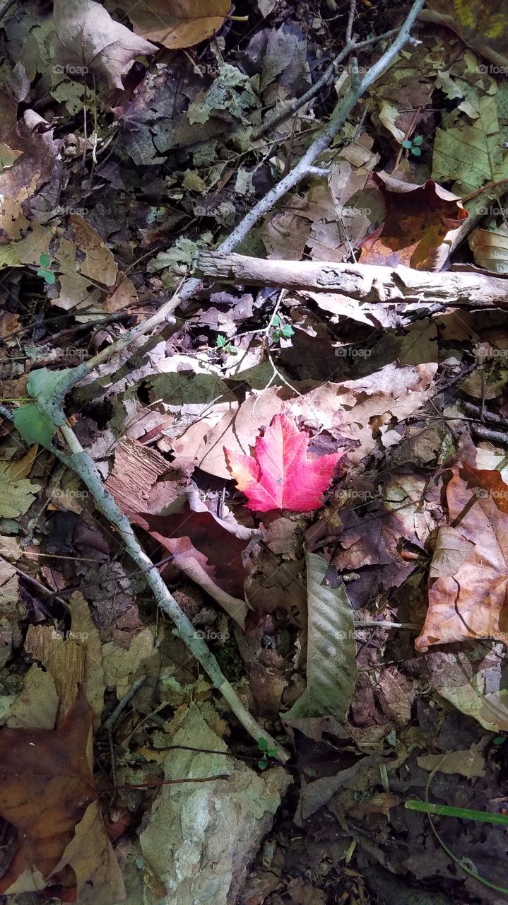 splendor of a fall leaf