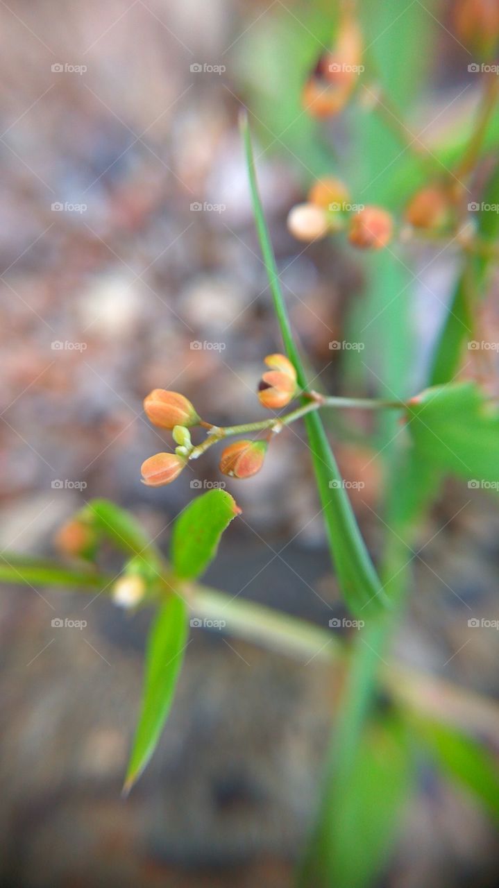 Elevated view of flower bud