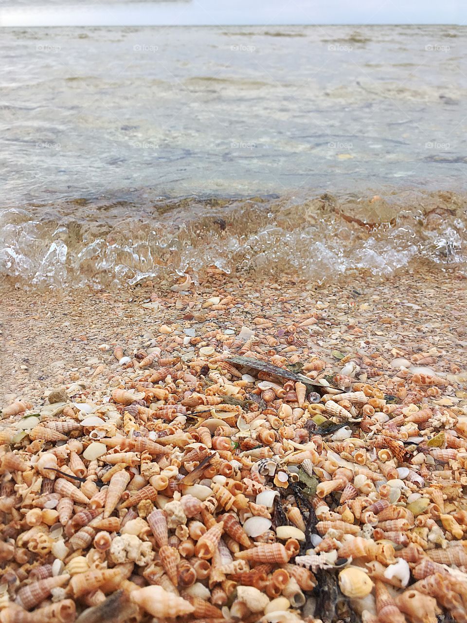Thousands tiny seashells on seashore surf