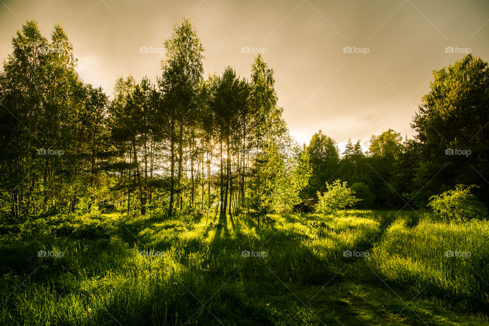 A beautiful, calm evening landscape of summer in country.