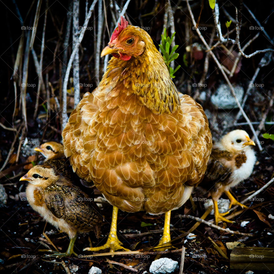 Mother hen with chicks